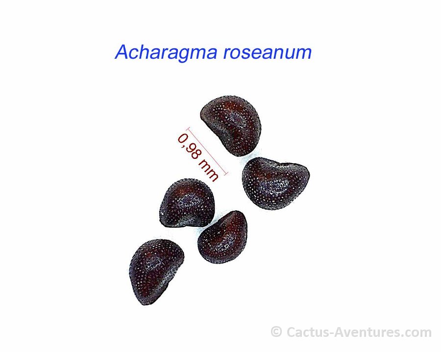 Acharagma roseanum